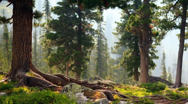 old 109921 Россельхозбанк и Российский экологический оператор договорились об инвестициях в проекты обращения с твердыми коммунальными отходами