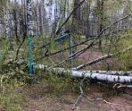 old 109933 В Мордовии на детской площадке на девочку упало дерево