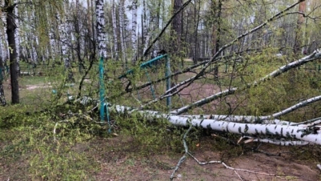 old 109933 В Мордовии на детской площадке на девочку упало дерево