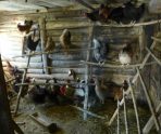 old 110050 Жителя Ромодановского района будут судить за кражу 19 кур и петуха