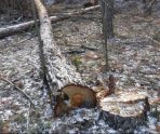 old 110154 Жителя Зубово-Полянского района подозревают в краже 120 сосен на сумму 168 тыс. рублей