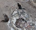 old 111193 Три дома в Белгородской области пострадали от обстрела со стороны Украины