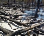 old 111868 На территории Ковылкинского района тушили лесной пожар