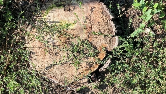 old 112043 Житель Саранска незаконно вырубил более 250 деревьев и кустарников