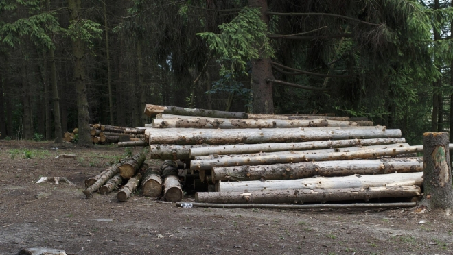 old 112084 Рослесинфорг: Падения производства в лесной промышленности в РФ не наблюдается