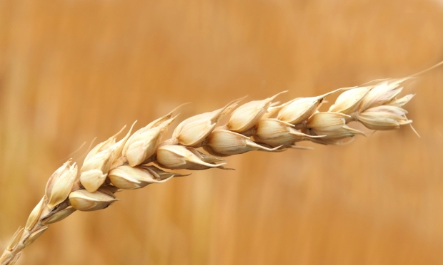 old 112246 Чавушоглу заявил, что обсудил с Лавровым, как вывезти зерно из украинских портов