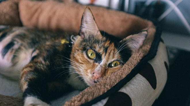 old 112267 Бурматов: Налога на домашних животных в РФ не будет никогда