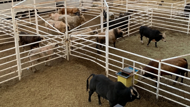 old 112324 В Испании на фестивале во время забега с быками пострадали семь человек