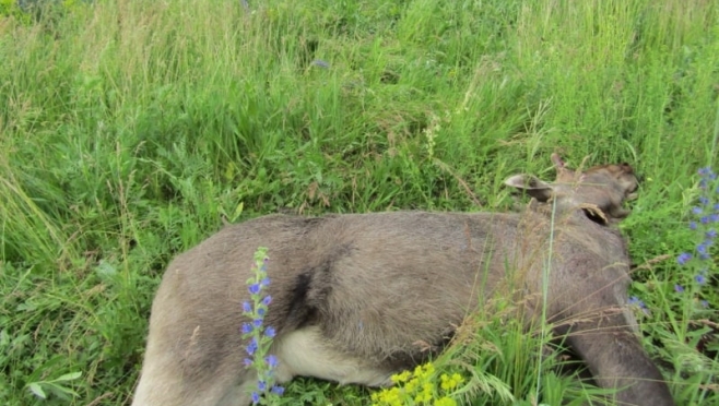 old 112591 В Зубово-Полянском районе мужчина перерезал горло лосю