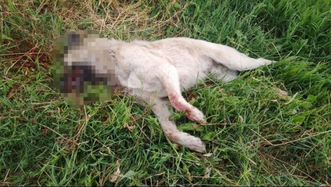 old 112648 В Ардатовском районе мужчина на глазах у детей выстрелил из винтовки в собаку