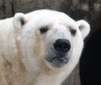 old 112678 Ветеринары из Москвы едут в Красноярский край спасать белого медведя