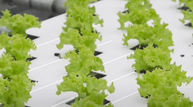 old 112699 Вырастили салат в Нидерландах, не выходя из дома: российская команда – вице-чемпион международного агротех-турнира