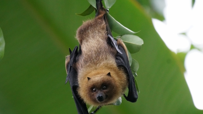 old 112746 Ученые: Американские летучие мыши могут разносить коронавирус