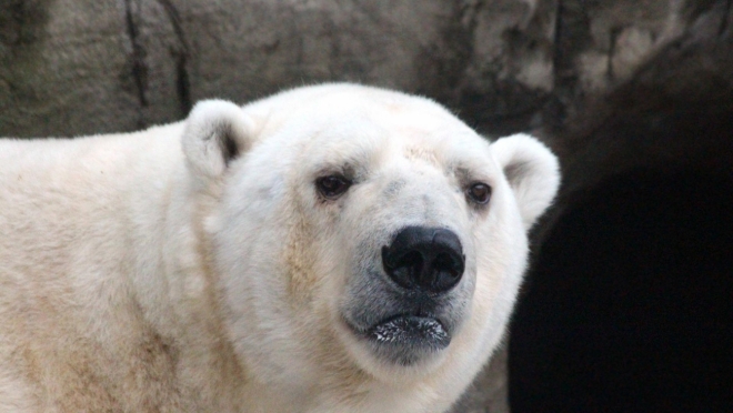 old 112756 В Красноярском крае спасли белого медведя с застрявшей во рту банкой