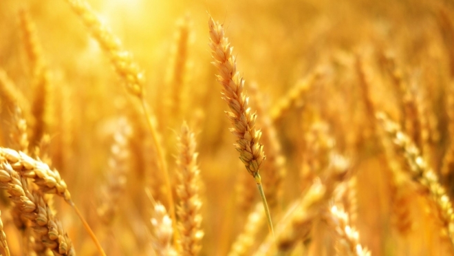 old 112806 Четыре крупных судна загружают зерно в порту Бердянска