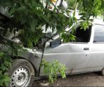 old 112877 Подросток с друзьями угнал автомобиль у отчима и врезался в дерево