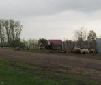 old 113454 Уголовники из Инсара украли пасущуюся овцу и сделали из нее шашлык