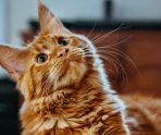 Purina приостановила производство кормов Friskies в России 7 Purina приостановила производство кормов Friskies в России old 113515 Purina приостановила производство кормов Friskies в России