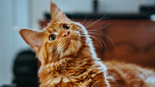 old 113515 Purina приостановила производство кормов Friskies в России