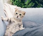 Эти факты о кошках вас точно удивят 12 Эти факты о кошках вас точно удивят old 113621 Эти факты о кошках вас точно удивят