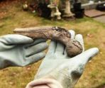 Барсуки разбрасывают человеческие кости по саду 88-летней пенсионерки 9 Барсуки разбрасывают человеческие кости по саду 88-летней пенсионерки old 113648 Барсуки разбрасывают человеческие кости по саду 88-летней пенсионерки