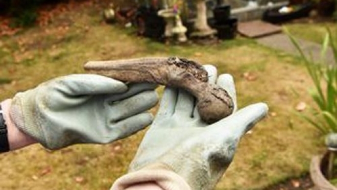 old 113648 Барсуки разбрасывают человеческие кости по саду 88-летней пенсионерки