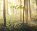 В Мордовии продлили ограничение на посещение лесов 12 В Мордовии продлили ограничение на посещение лесов old 114051 В Мордовии продлили ограничение на посещение лесов