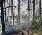 old 114463 Лесной пожар произошел в Ельниковском районе