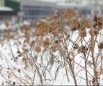 В некоторых регионах России выпал первый снег 7 В некоторых регионах России выпал первый снег old 114845 В некоторых регионах России выпал первый снег
