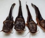 В Ковылкинском районе Мордовии разводят экзотическую рыбу 7 В Ковылкинском районе Мордовии разводят экзотическую рыбу old 115097 В Ковылкинском районе Мордовии разводят экзотическую рыбу