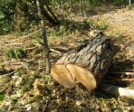 В Мордовии незаконно вырубили более 1000 кубометров деревьев 6 В Мордовии незаконно вырубили более 1000 кубометров деревьев old 115237 В Мордовии незаконно вырубили более 1000 кубометров деревьев