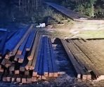 old 116190 Житель Саранска попался на краже брусьев с пилорамы, где работал
