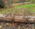 В Национальном парке «Смольный» появились новые арт-объекты 9 В Национальном парке «Смольный» появились новые арт-объекты old 116413 В Национальном парке «Смольный» появились новые арт-объекты