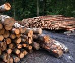 old 116462 Лесные доходы бюджета Мордовии выросли на 58%