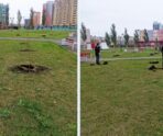 old 116761 Осенняя высадка деревьев завершается в Саранске