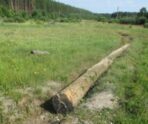 old 116844 Житель Мордовии незаконно срубил деревья для бани