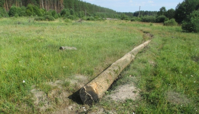 old 116844 Житель Мордовии незаконно срубил деревья для бани