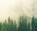 old 117915 Из-за тумана 24 ноября в Мордовии объявили оперативное предупреждение