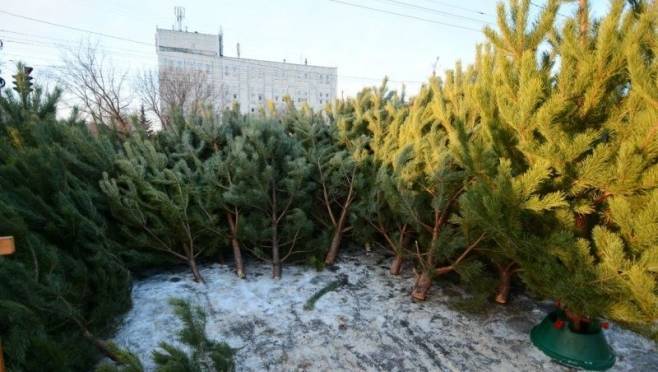 Где в Саранске купить ёлку? 4 Где в Саранске купить ёлку? old 119032 Где в Саранске купить ёлку?