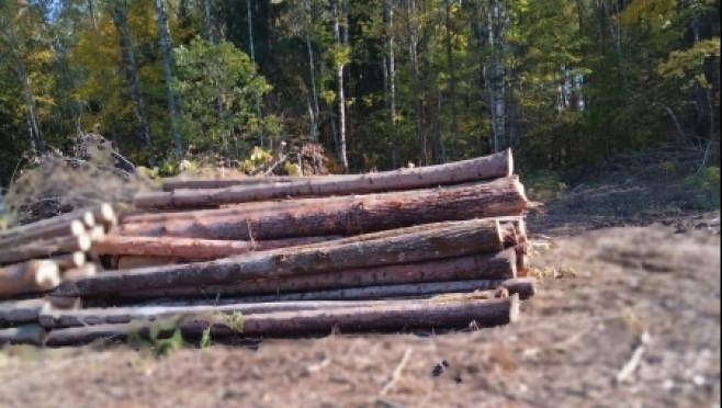 Безработный житель Мордовии вырубил 300 деревьев на территории лесничества 13 Безработный житель Мордовии вырубил 300 деревьев на территории лесничества old 119323 Безработный житель Мордовии вырубил 300 деревьев на территории лесничества