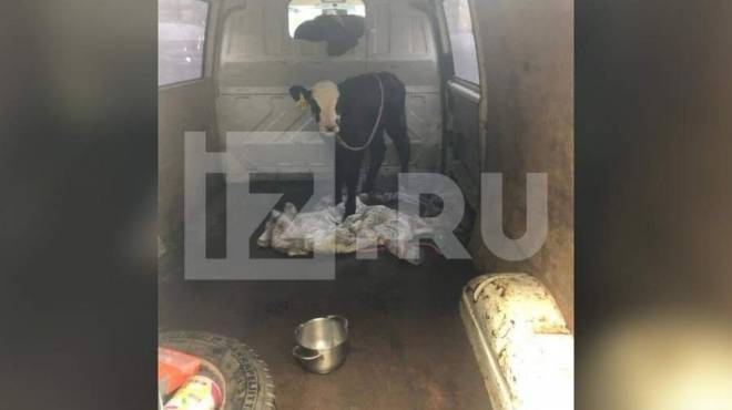 old 120527 Американка рассказала, зачем гуляла по Красной площади с телёнком