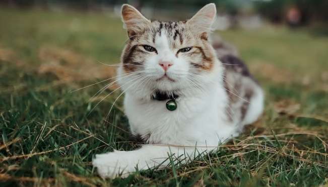 old 121587 В Reddit пожаловались на соседскую кошку, которая «забралась в дом и разрушила его», и теперь ущерб будет «стоить состояние»
