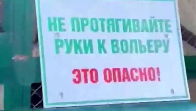 old 122939 Обезьяна откусила пальцы четырехлетней девочке в зоопарке в Новой Москве