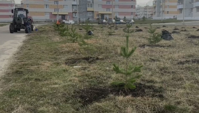 old 122978 «Будущая живописная аллея»: Саженцы сосны высадили на территории ЖК «Восточный» в Саранске