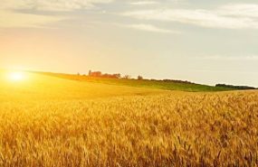 old 127915 Как проходит большая мордовская жатва