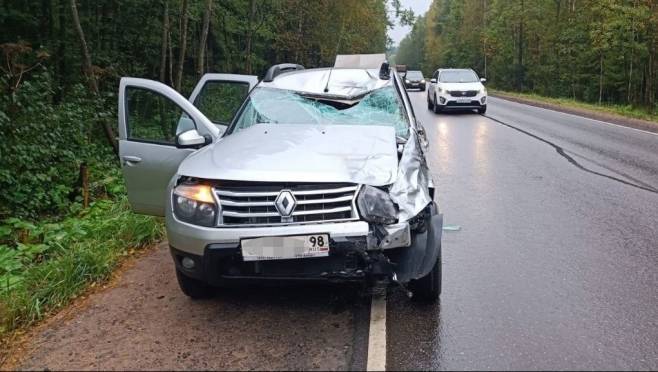 В Ленобласти автомобилист насмерть сбил лося 9 В Ленобласти автомобилист насмерть сбил лося old 128810 В Ленобласти автомобилист насмерть сбил лося