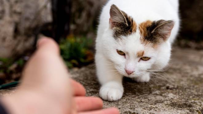 old 129295 Губернатор Забайкальского края защитил кота от стаи агрессивных собак