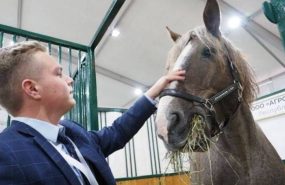 old 129331 Михаил Мишустин пообщался с мордовскими коневодами