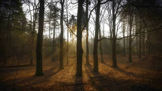 old 129430 В лесу под Воронежем обнаружили тело мужчины с перерезанными венами