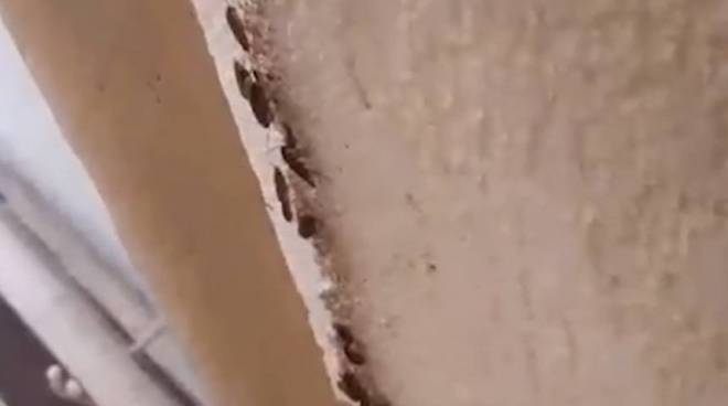 old 130564 В Екатеринбурге столовая подверглась нашествию тараканов